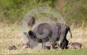 Wild boar family