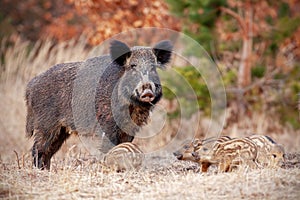 Wild boar family in nature with sow and small stripped piglets.