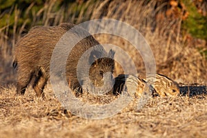 Wild boar family sniffing on field in springtime.