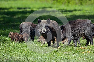 Wild boar family - sow and piglets rooting for food