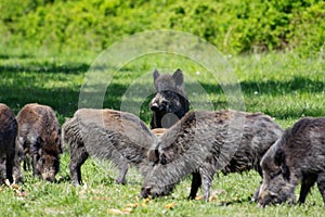 Wild boar family - sow and piglets rooting for food