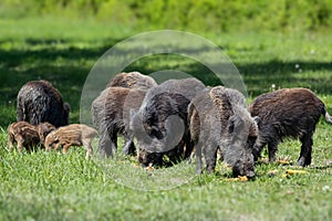 Wild boar family - sow and piglets rooting for food photo