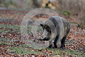 Wild boar female in the forest