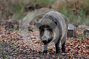 Wild boar female in the forest