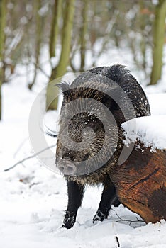Wild boar female in the forest, winter