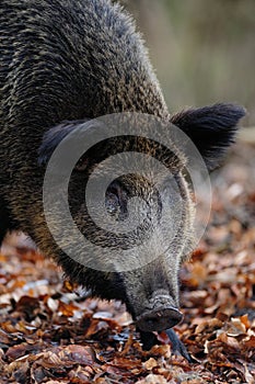 Wild boar female head portrait, autumn