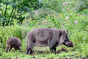 Wild boar female stands with a piglet  in summer forest and looks attentively