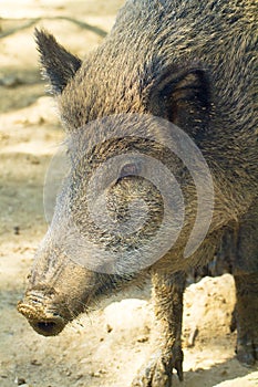 Wild boar female (Sus scrofa)