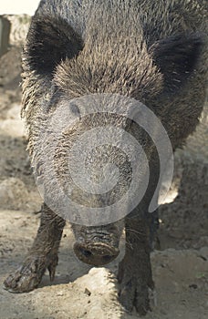 Wild boar female (Sus scrofa)