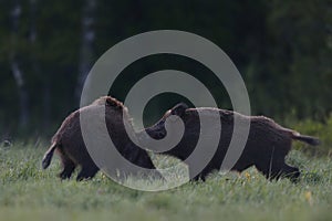 Wild boar fight