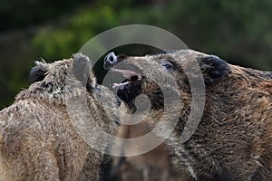 Wild boar fight closeup