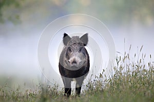 Wild boar in fog