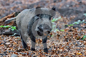 Wild boar foraging in autumn forest