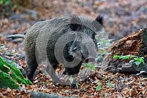 Wild boar foraging in autumn forest