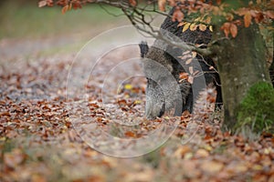 A wild boar foraging below a beech tree