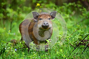 Wild boar on the forest