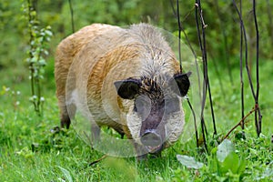 Wild boar on the forest