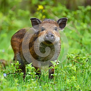 Wild boar in forest