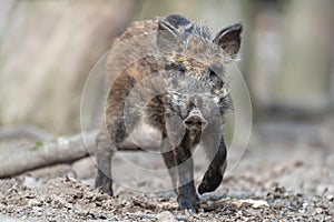 Wild boar in forest