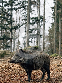 Wild boar in the forest