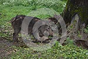 Wild boar photo