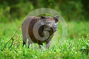 Wild boar in forest