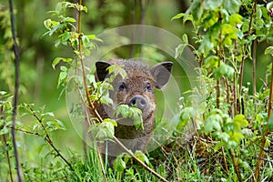 Wild boar in forest