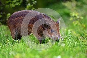 Wild boar in forest