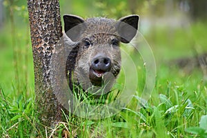 Wild boar in forest