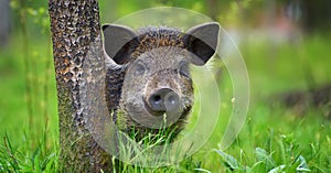 Wild boar on the forest