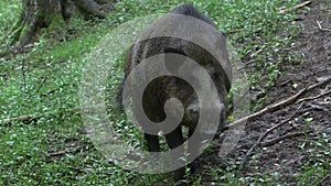 Wild boar in the forest approaching the camera