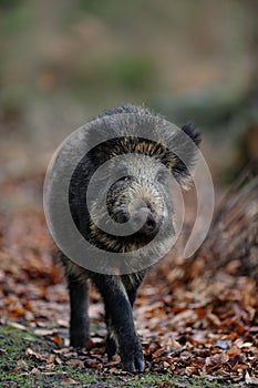 Wild boar in the forest, autumn