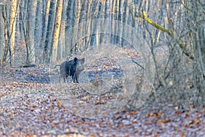Wild boar on the forest in autumn time