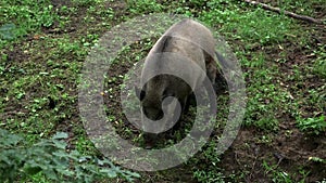 Wild boar in the forest eating grass