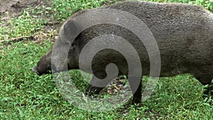 Wild boar in the forest eating grass close-up