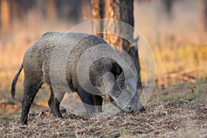 Wild Boar a forest in Holland.