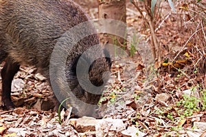 Wild boar in forest litter in search of food