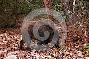 Wild boar in forest litter in search of food