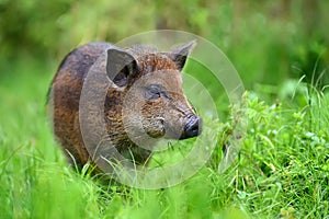 Wild boar on the forest