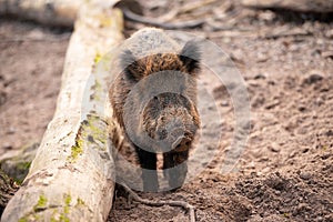 Wild boar in the forest, sus scrofa, swine or pig, wildlife in the woodland, animal in Europe