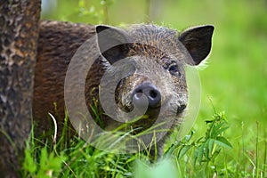 Wild boar on the forest