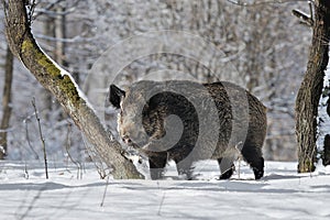 Wild boar in winter