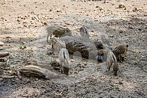 Wild boar with freshlings