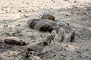 Wild boar with freshlings