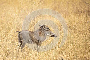 Wild boar in a grass in Tanzania