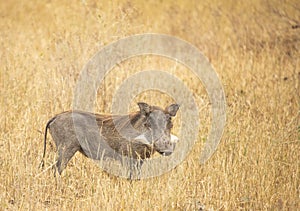 Wild boar in a grass in Tanzania