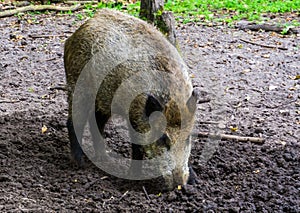 Wild boar grubbing the earth, instinctual pig behavior, common animal specie from Eurasia