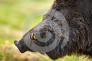 Wild boar head with tusks looking on grassland in spring in detail