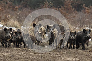 Wild boar herd photo