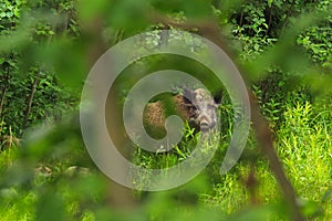 Wild boar hide in bushes